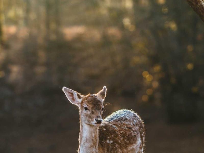 旧物修复师<br>qyf5seag.cn 修文物修钟表
